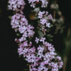 Sympathy Flowers