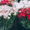Birthday Flowers