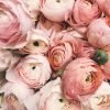 Birthday Flowers