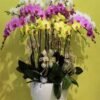 #032 -10orchidplants